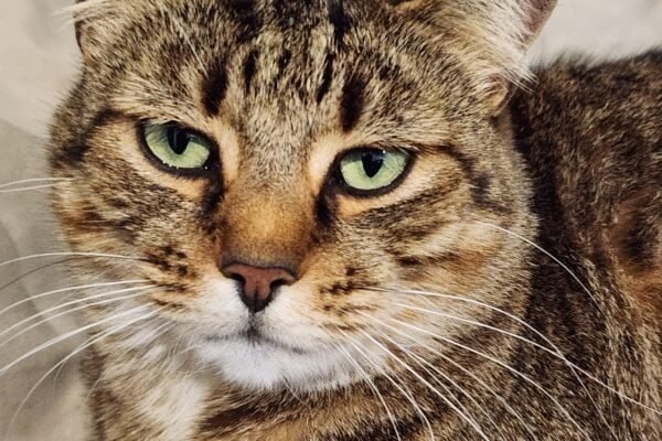 Molly: From Drain Cat to Queen of Our Hearts